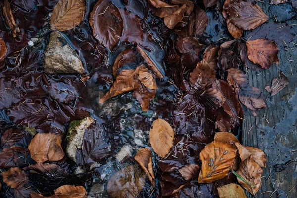 Detailní Záběr Podzimního Listí Jezírku — Stock fotografie