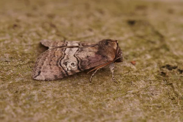 Detailed Closeup Figure Eighty Moth Tethea Ocularis —  Fotos de Stock