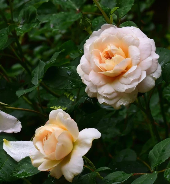 Ένα Κοντινό Πλάνο Από Ντελικάτα Τριαντάφυλλα Emily Bronte Πράσινα Φύλλα — Φωτογραφία Αρχείου