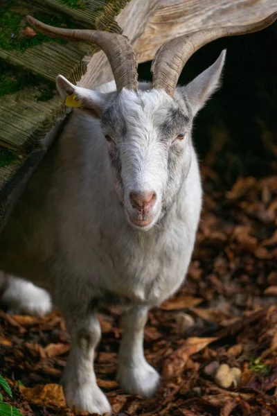 Vertical Closeup Saanen Goat Forest — Stock Photo, Image