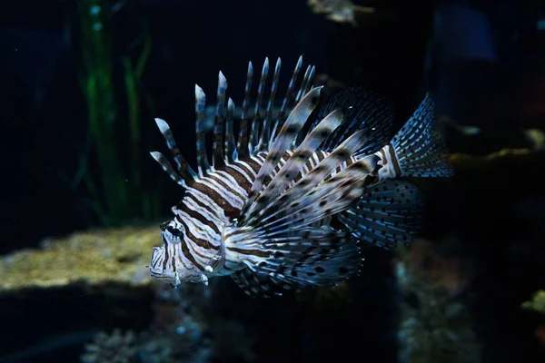 Närbild Bild Djävulen Fisk Akvariet — Stockfoto
