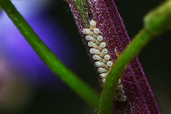 Macro Shot Bug Eggs Plant Stem — Stock Photo, Image