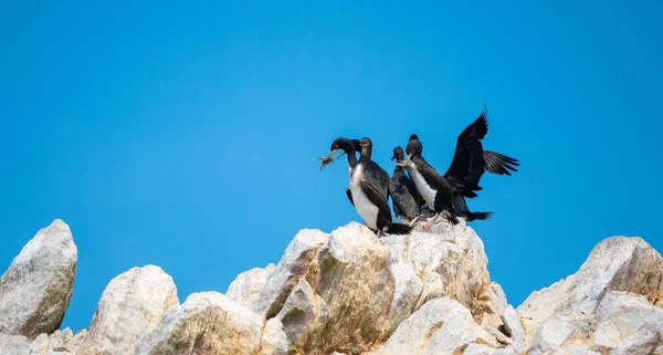 Close Guanay Cormorants Phalacrocorax Bougainvillii Uma Colina Rochosa Nas Ilhas — Fotografia de Stock