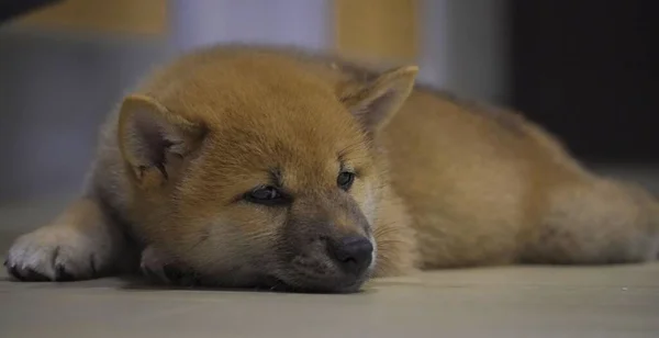 Beautiful Playful Fluffy Shiba Inu Puppy Lies Tired Floor Room — Stock Photo, Image