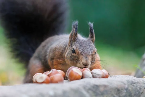 Detailní Záběr Červené Veverky Jak Ořechy — Stock fotografie