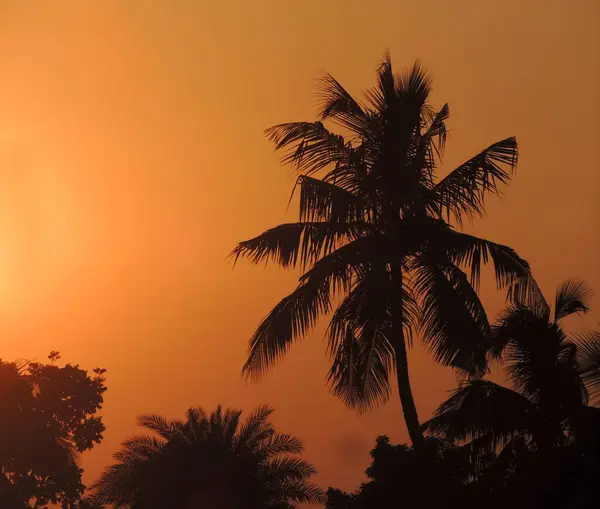 Sun Setting Palm Tree — Stock Photo, Image