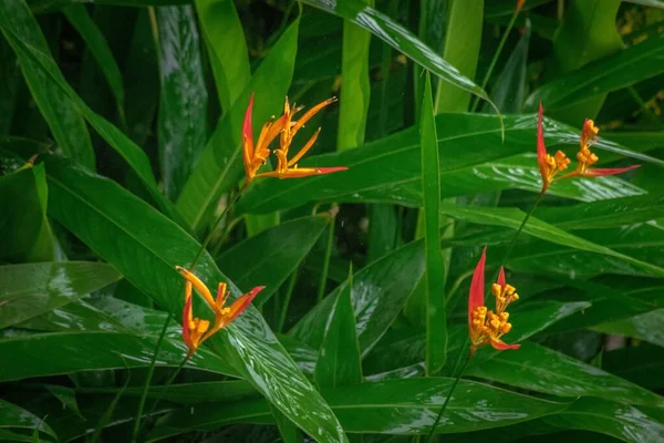 Detailní Záběr Krásné Tropické Květiny — Stock fotografie