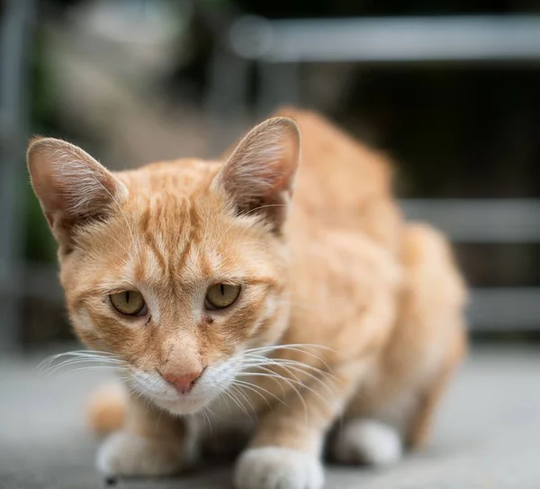 Μια Κοντινή Φωτογραφία Μιας Κοκκινομάλλας Γάτας Κοιτάζει Την Κάμερα Στο — Φωτογραφία Αρχείου