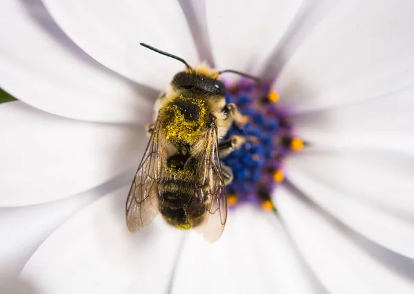 Κατοικίδια Μέλισσα Καλυμμένη Γύρη Που Συλλέγει Νέκταρ Από Μια Γαλανομάτα — Φωτογραφία Αρχείου