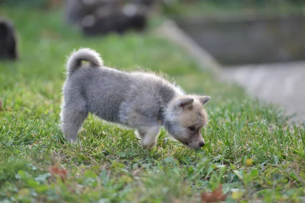 Selective Adorable Japanese Akita Puppy Green Grass — Stock Photo, Image