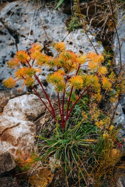 A vertical shot of the unique Sundew plant grown on the rocks on the blurred background