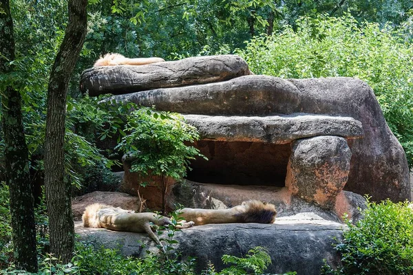 Para Słodkich Śpiących Lwów Zoo Atlancie Skałami Bujnymi Drzewami Wokół — Zdjęcie stockowe