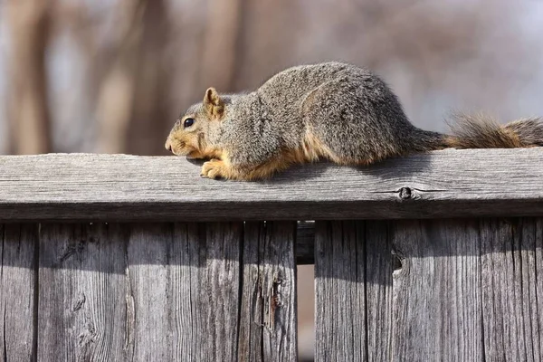 Nahaufnahme Eines Schönen Fuchshörnchens Das Bei Tageslicht Auf Einem Holzzaun — Stockfoto