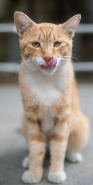 一只可爱的生姜猫垂直地坐在外面模糊的背景上 — 图库照片