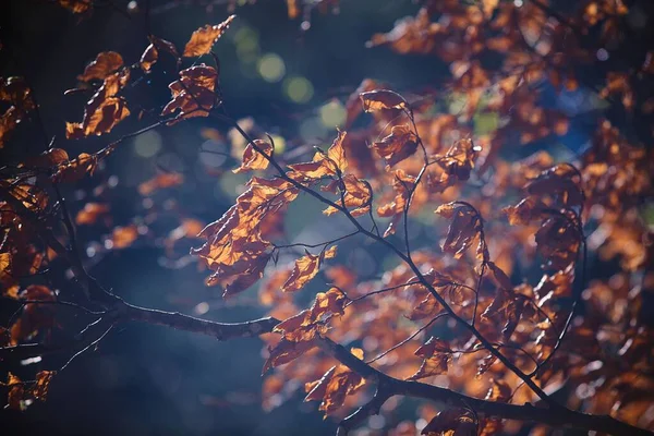 秋天有桔黄色风化叶子的树枝的选择焦点 适合背景 — 图库照片