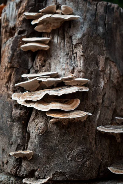 森の中のキノコで覆われた背の高い木の枝の垂直閉鎖ショット — ストック写真