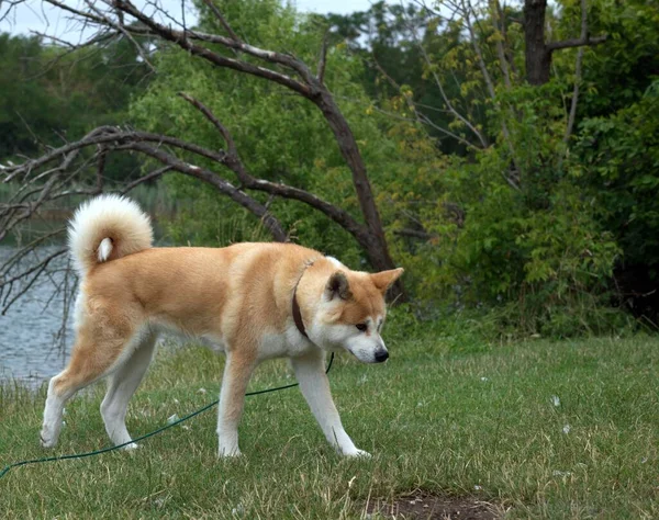 在阳光明媚的日子里 一只日本秋田因努狗站在公园的草地上 — 图库照片