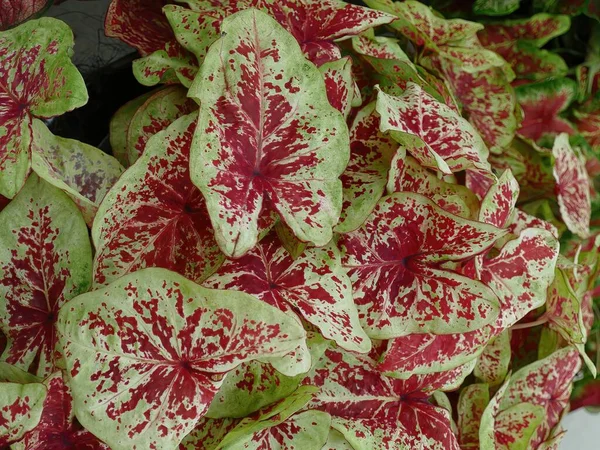 Gevarieerde Hosta Bladeren Van Familie Asparagaceae Floriade Horticultural Exposition Bij — Stockfoto
