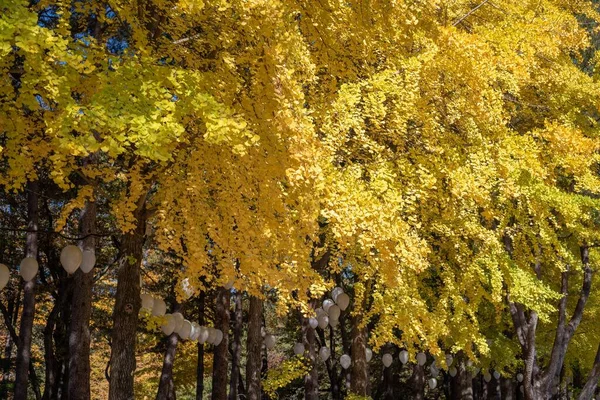 Sonbahar Mevsiminde Sarı Yapraklı Ağaçların Görüntüsü — Stok fotoğraf