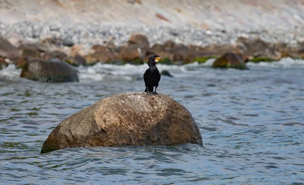 在水里岩石上的一种黑色软体动物 — 图库照片