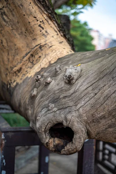 Вертикальный Снимок Полы Стволе Дерева — стоковое фото
