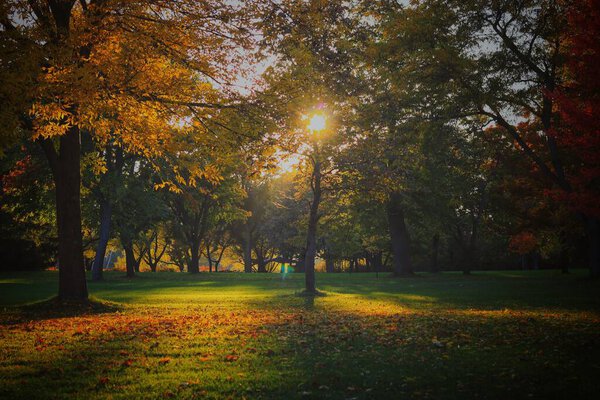 An autumnal vibe at Toronto park in Canada with sunlight passing through branches