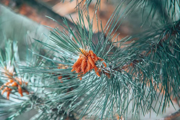 Pinus Pinaster Gün Işığında Bulanık Bir Arka Planla Bir Tarlada — Stok fotoğraf