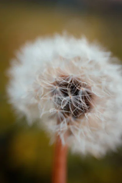 Beautiful Closeup Dandelions Blurred Background — Stock Photo, Image