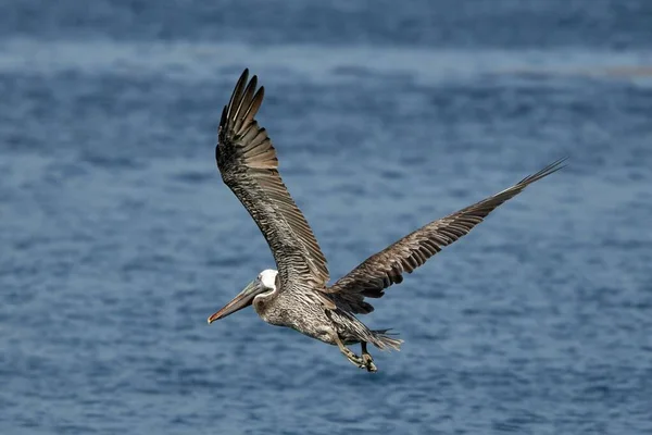 Płytkie Ujęcie Ostrości Peruwiańskiego Pelikana Otwartymi Skrzydłami Lecącego Nad Morzem — Zdjęcie stockowe