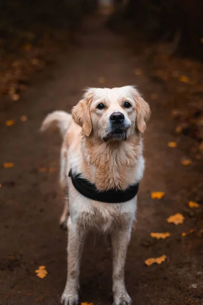 Yürüyüş Parkurundaki Sevimli Golden Retriever Köpeğinin Dikey Seçici Odak Noktası — Stok fotoğraf