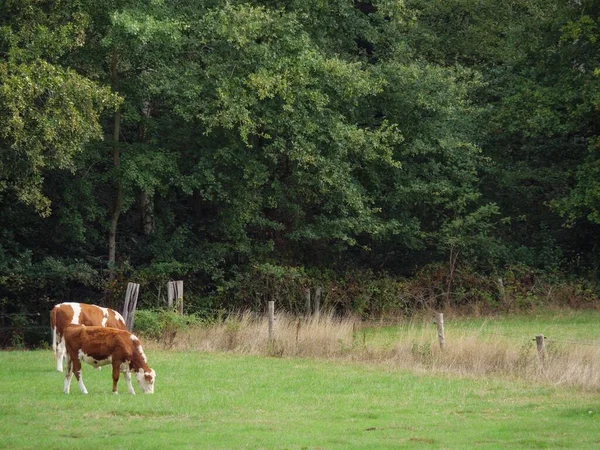 Beautiful View Cows Grazing Meadow Westphalia Germany — Stock Photo, Image