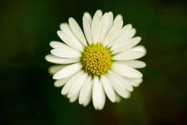 Piękne Zbliżenie Stokrotka Kwiat Dla Tła Tapety Użytkowania — Zdjęcie stockowe