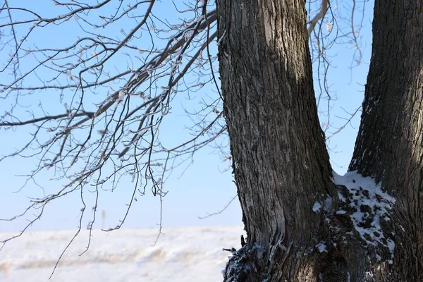 Nahaufnahme Eines Großen Baumes Mit Schnee Auf Den Ästen — Stockfoto