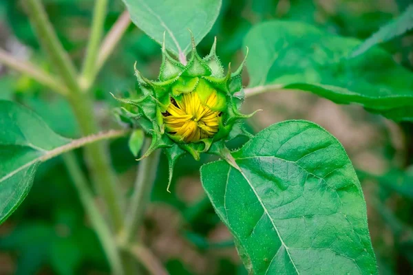 Eine Nahaufnahme Der Knospe Einer Sonnenblume Und Ihrer Grünen Blätter — Stockfoto