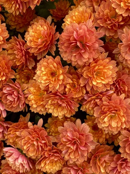 Vertical Shot Peachy Orange Chrysanths — Stock Photo, Image