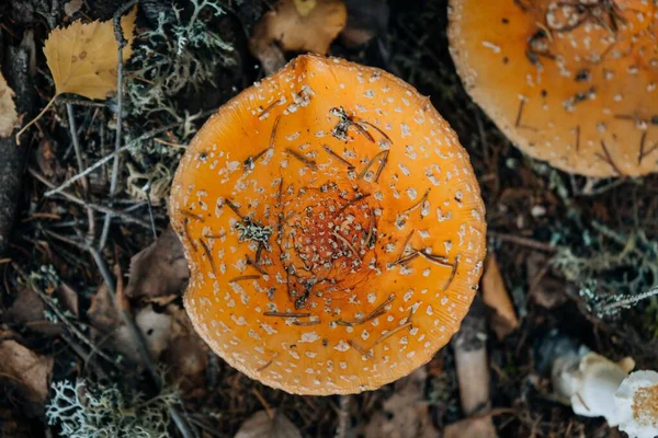 Top Shot Death Cap Amanita Phalloides Deadly Poisonous Mushroom — Stock Photo, Image