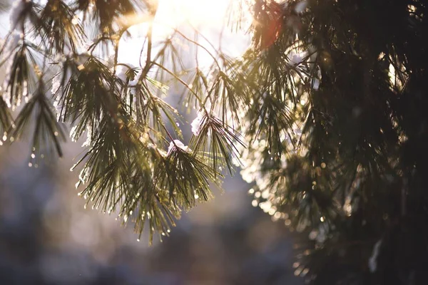 Detailní Záběr Větve Smrkového Stromu Tavením Sněhu Slunečného Počasí — Stock fotografie