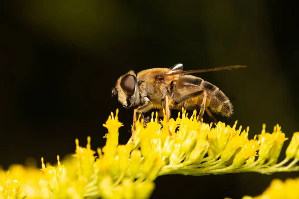 Макроснимок Маленькой Пчелы Лежащей Жёлтом Цветке Размытом Фоне — стоковое фото