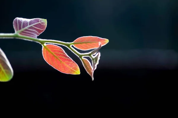 Крупный План Цветных Листьев Печени Изолированном Фоне — стоковое фото