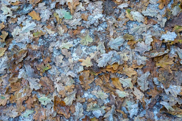 Dedaunan Oak Beku Jalan Musim Dingin — Stok Foto
