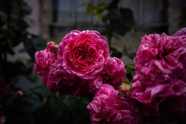 Une Mise Point Sélective Fleurs Roses Roses Dans Jardin — Photo