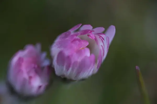 Egy Makró Felvétel Rózsaszín Virágokról Kertben — Stock Fotó