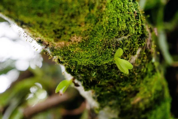 Primer Plano Árbol Cubierto Musgo Verde Brillante —  Fotos de Stock