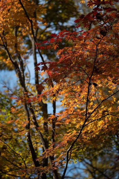 Uma Imagem Árvores Com Folhas Amarelas Vermelhas Durante Temporada Outono — Fotografia de Stock