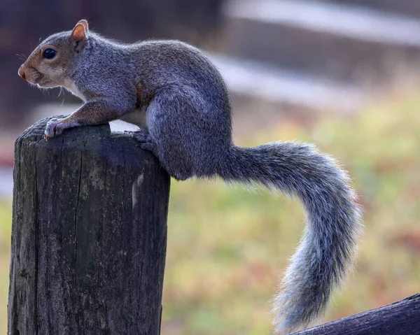 Eine Nahaufnahme Eines Niedlichen Eichhörnchens Das Auf Einem Zaunpfahl Der — Stockfoto