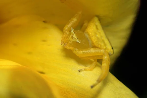 Μια Μακρο Φωτογραφία Μιας Κίτρινης Αράχνης Καβουριού Ένα Κίτρινο Λουλούδι — Φωτογραφία Αρχείου
