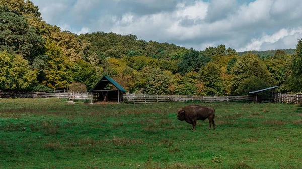 Grande Bisonte Pastando Campo Com Pequenas Cabanas Floresta Verde Fundo — Fotografia de Stock