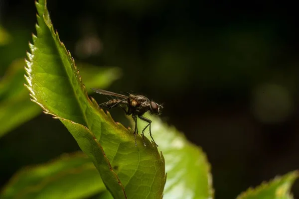Nahaufnahme Einer Fliege Auf Dem Blatt Einer Pflanze — Stockfoto