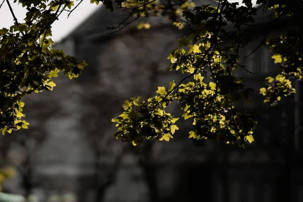 Ένα Κοντινό Πλάνο Των Κιτρινισμένων Φύλλων Κλαδιά Δέντρων Ένα Χωράφι — Φωτογραφία Αρχείου