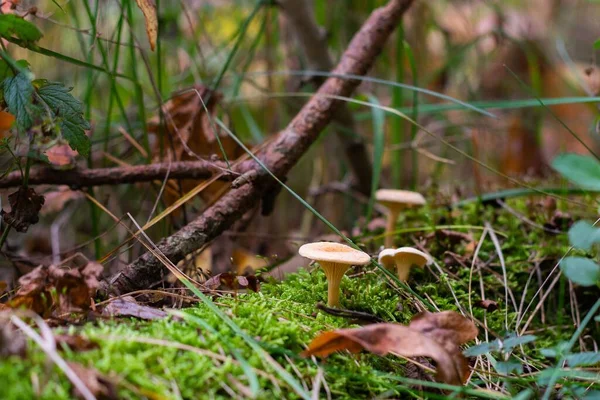 Ormandaki Sahte Mantar Dallar Diğer Bitkilerin Yakın Plan Çekimi — Stok fotoğraf